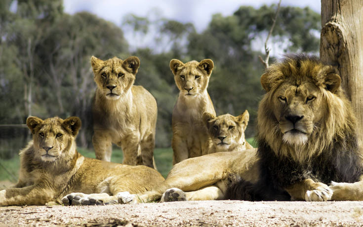 Οι δυσκολίες των αρσενικών λιονταριών μέχρι να γίνουν αρχηγοί της αγέλης
