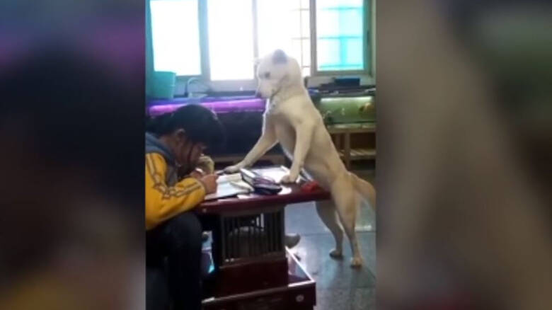 Άγρυπνος φρουρός: Σκύλος επιτηρεί μαθήτρια την ώρα που διαβάζει