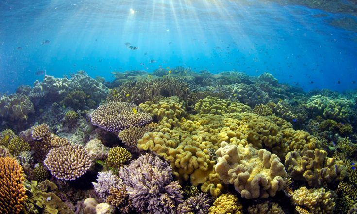 Στην Ιταλία εντοπίστηκε ο πρώτος κοραλλιογενής ύφαλος στη Μεσόγειο