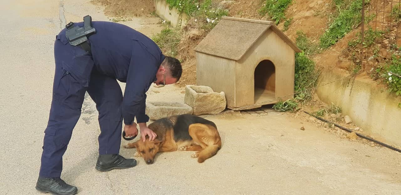 Στο αυτόφωρο ιδιοκτήτης σκυλιών στην Κισσαμο που τα είχε αλυσοδεμένα