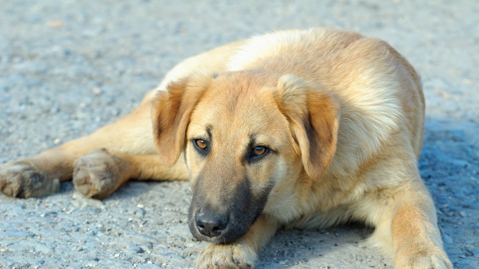Δήμος Αποκορώνου: Διευκολύνσεις σε όσους επιθυμούν να υιοθετήσουν αδέσποτο ζώο