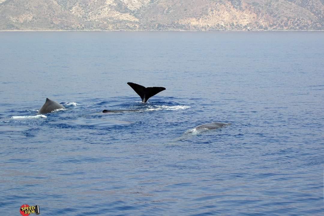 “Βόλτα” στην Παλαιόχωρα για φάλαινα (φωτο)