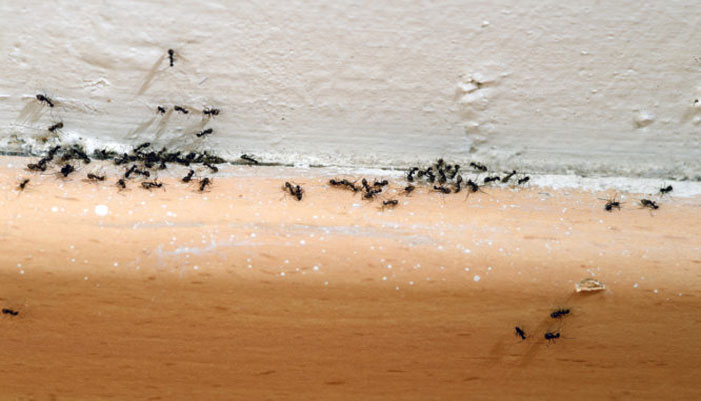 Τι να κάνετε για να απαλλαγείτε από τα μυρμήγκια στο σπίτι
