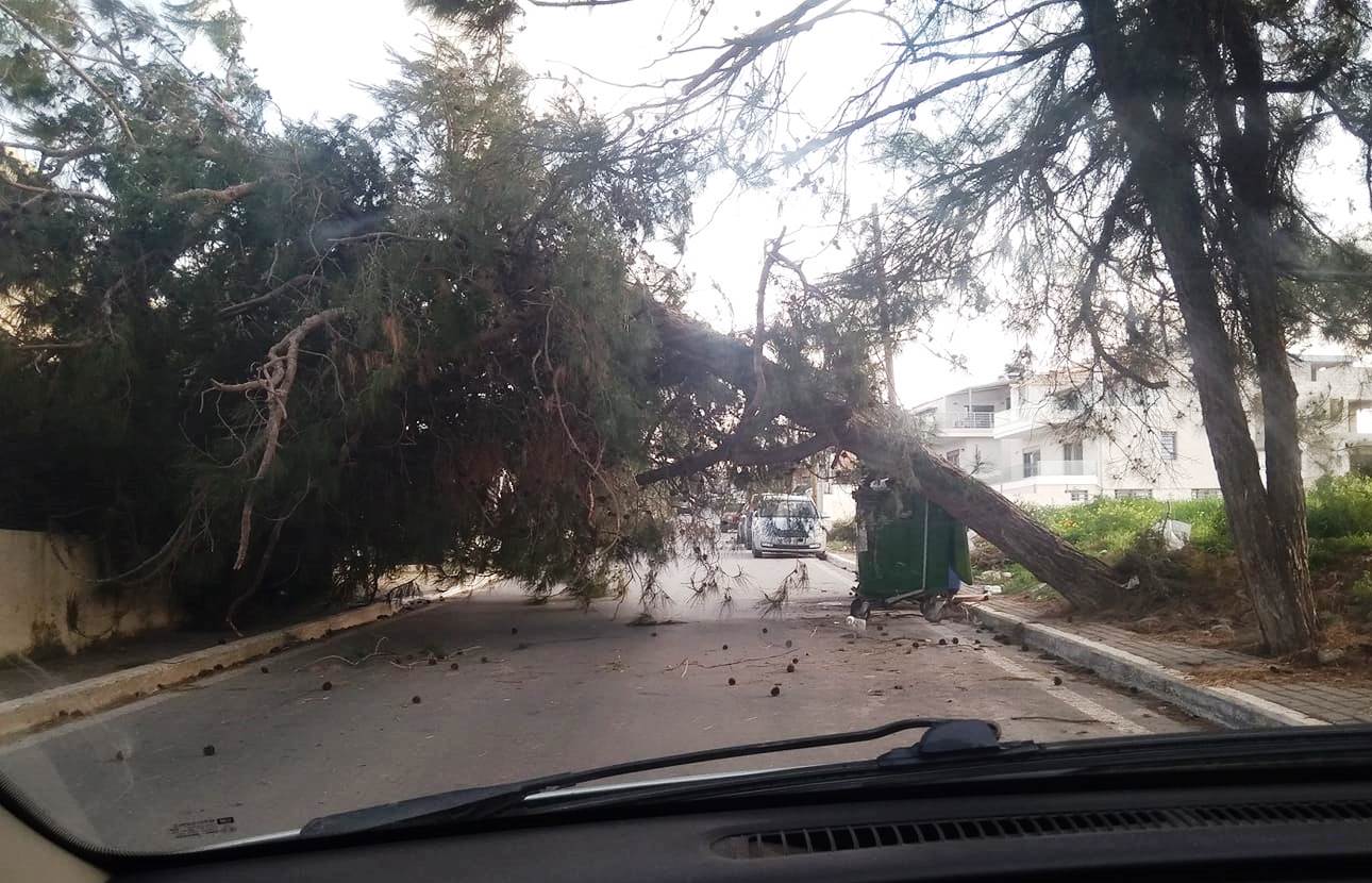 Από τύχη δεν συνέβη ατύχημα σε πτώση δέντρου στα Χανιά (φωτο)