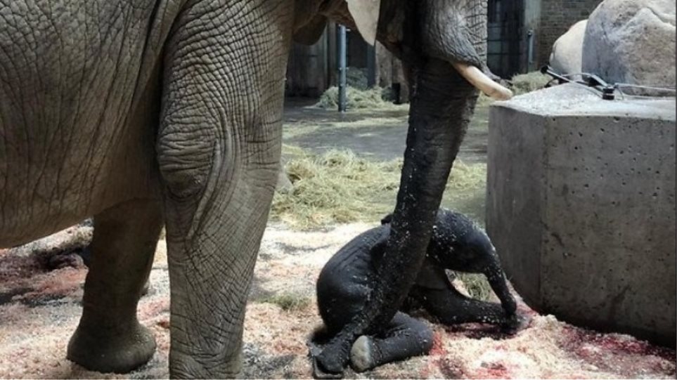 Γερμανία: Ελαφαντάκι γεννήθηκε μπροστά στους επισκέπτες ζωολογικού κήπου