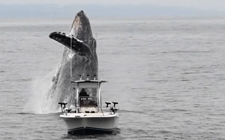 Μία φάλαινα πήδηξε πίσω από ένα ψαροκάικο και το έκανε να μοιάζει με μινιατούρα