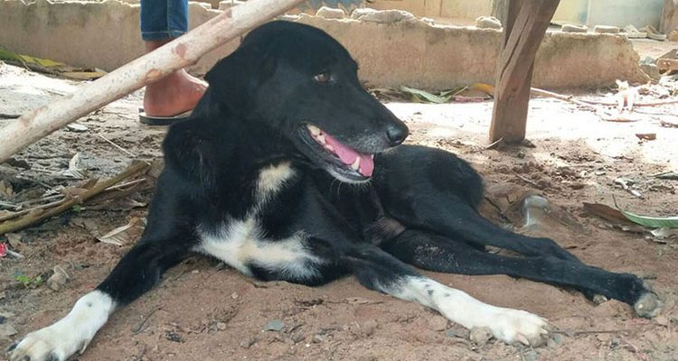 Ανάπηρος σκύλος έσωσε βρέφος που έθαψαν ζωντανό σε χωράφι