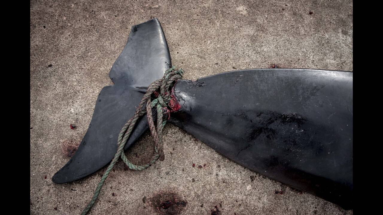 Νησιά Φερόε: Μαζική σφαγή φαλαινών και δελφινιών (σκληρές εικόνες)