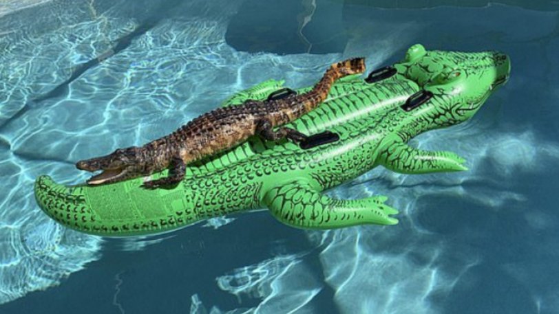 Νοίκιασαν Airbnb και στην πισίνα άραζε αλιγάτορας πάνω σε στρώμα