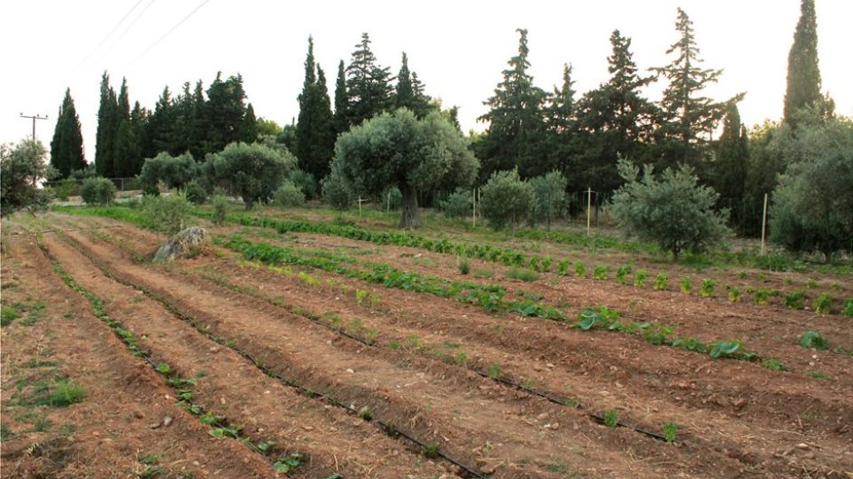 ΟΠΕΚΕΠΕ: Νέα πληρωμή 1,7 εκατ. ευρώ σε αγρότες