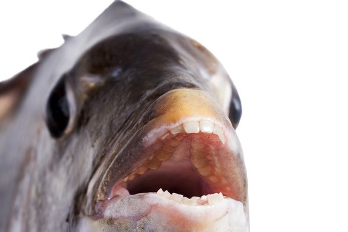 Ένα ψάρι με… ανθρώπινα δόντια!
