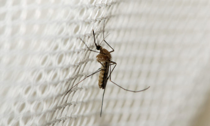 Το πρόγραμμα καταπολέμησης κουνουπιών στα Χανιά την επόμενη εβδομάδα