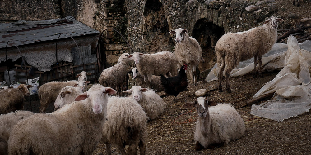 Ολόκληρο κοπάδι από πρόβατα πέθανε γιατί «έσκασαν» από το φαΐ