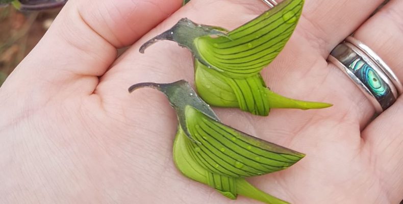 Παράξενο φυτό με φύλλα που μοιάζουν με πουλιά