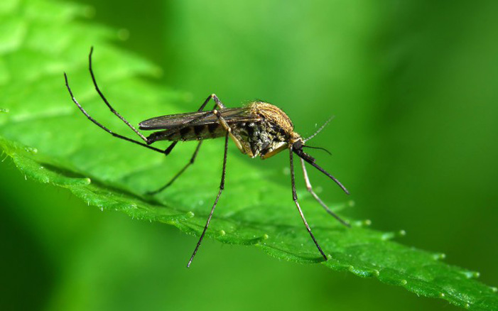 Ψεκασμοί καταπολέμησης της εκκόλαψης κουνουπιών