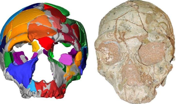 Μάνη: Κρανίο 210.000 ετών αποτελεί το αρχαιότερο δείγμα σύγχρονου ανθρώπου στην Ευρασία