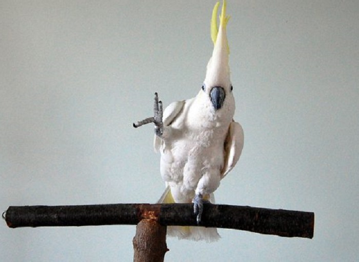 Πτηνό… χορευτής εκτελεί 14 διαφορετικές κινήσεις