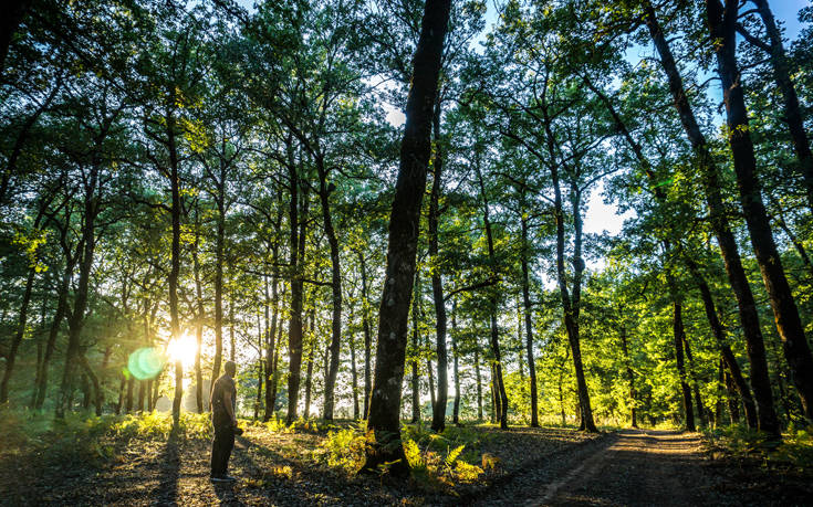 Μπορεί η φύτευση ενός τρισεκατομμυρίου δέντρων να μας σώσει από την κλιματική αλλαγή;