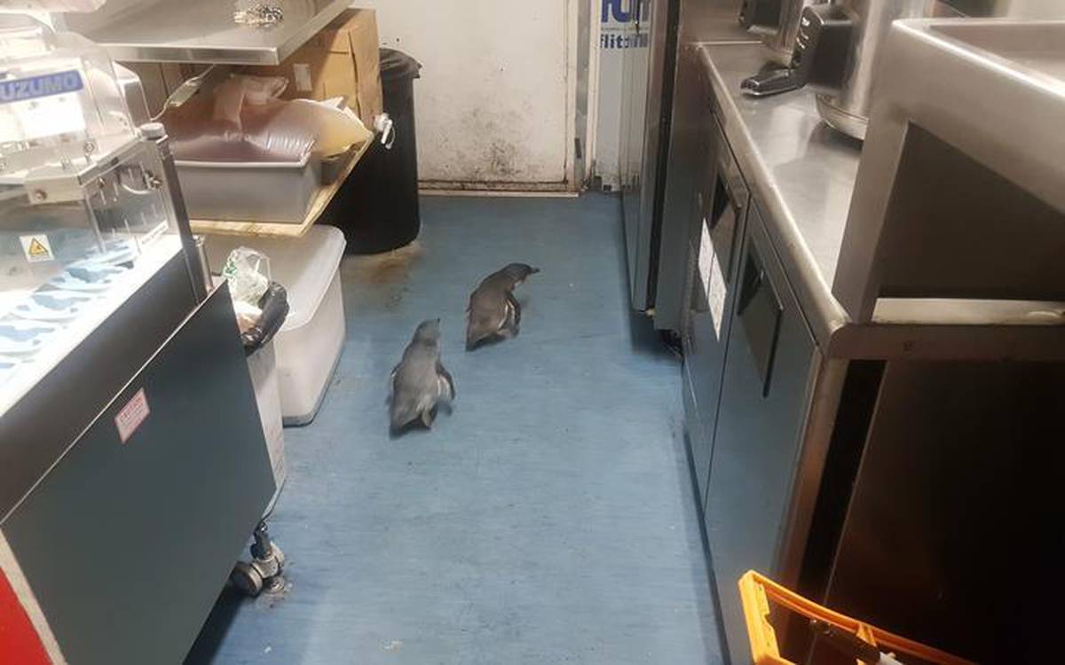 Νέα Ζηλανδία: Δύο μικροί μπλε πιγκουίνοι συνελήφθησαν επειδή διέρρηξαν εστιατόριο σουσι