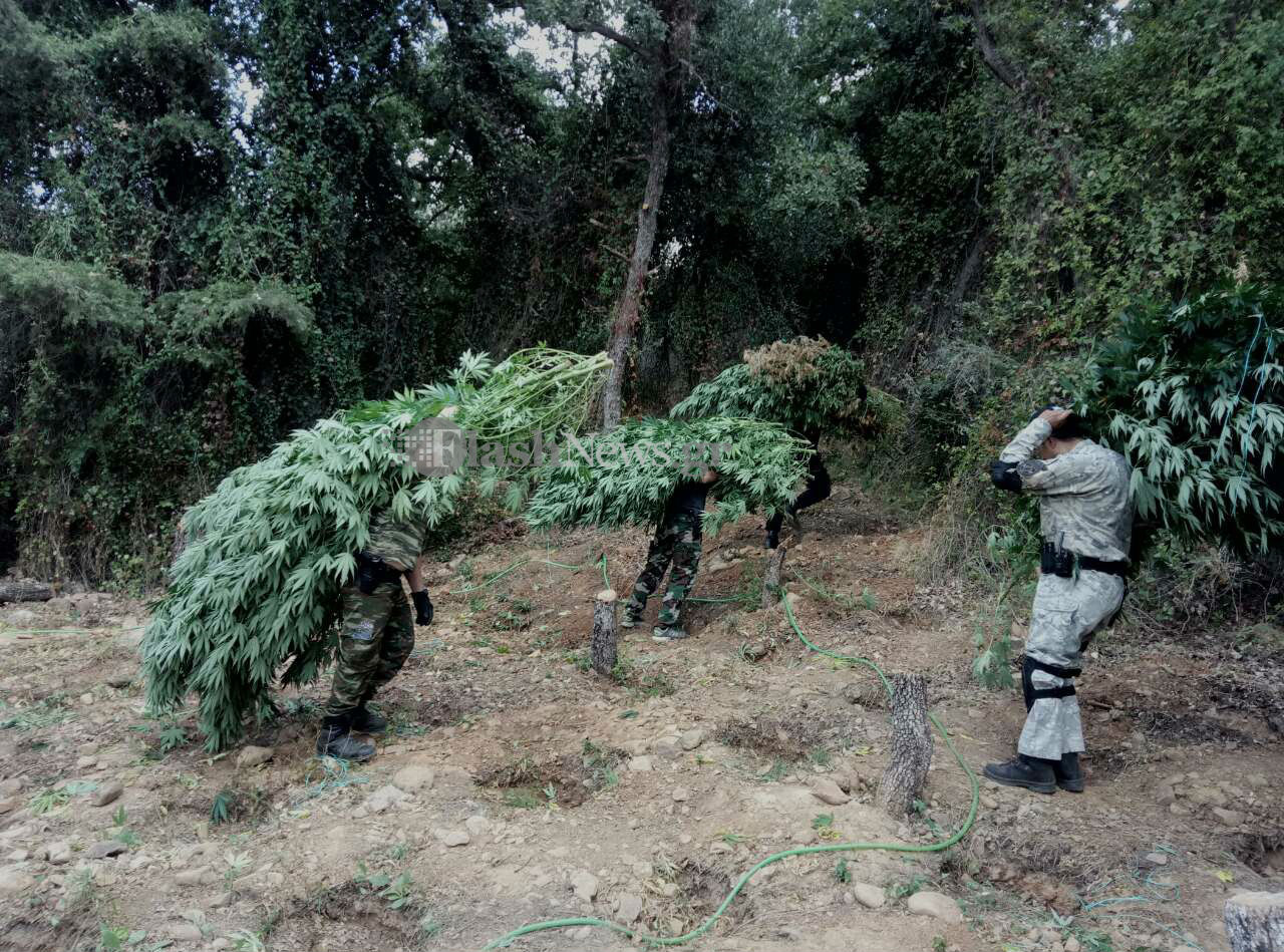 Νέα φυτεία με εκατοντάδες χασισόδεντρα στα Χανιά (φωτο)
