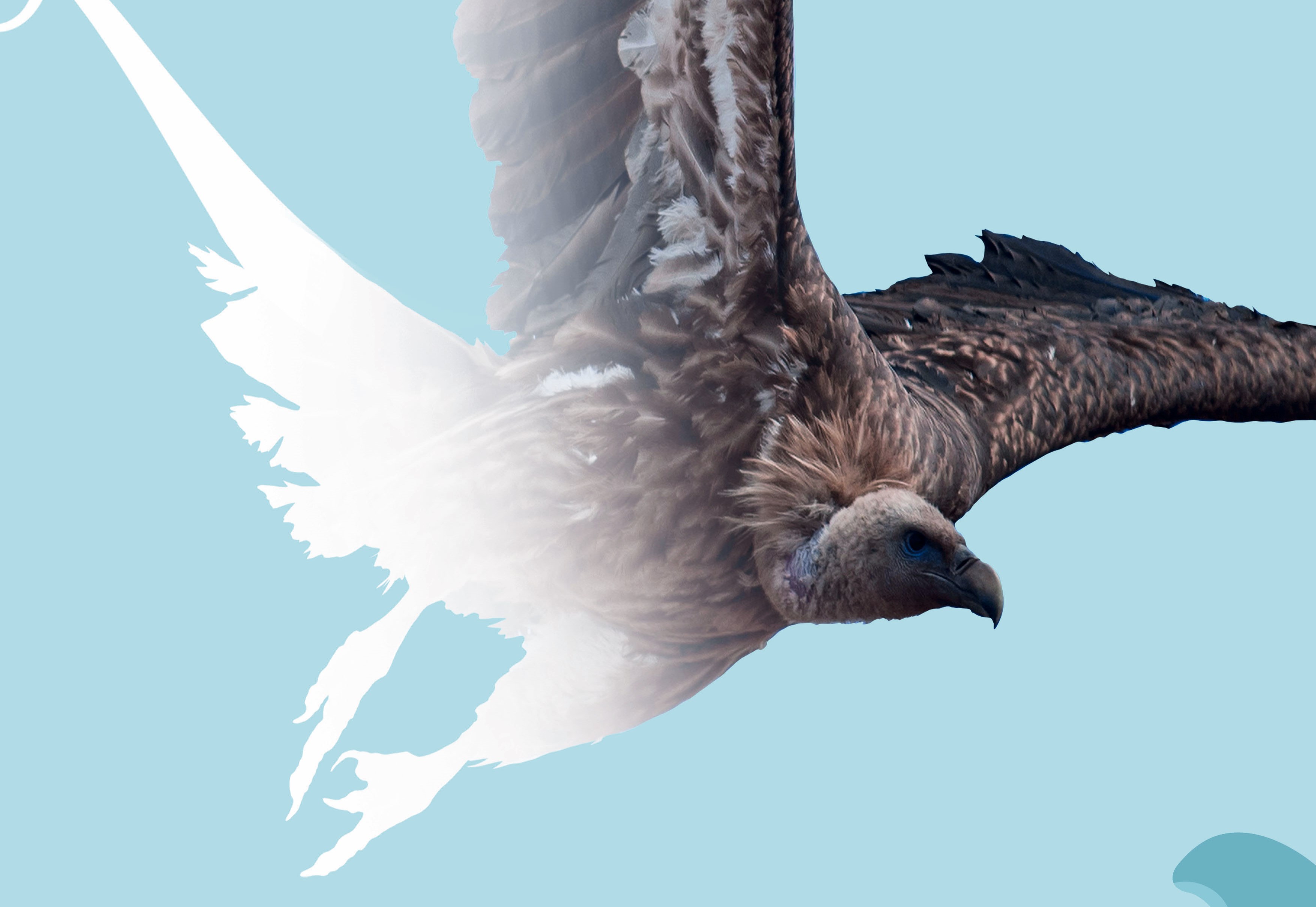 «’Άγρια πουλιά και η σχέση τους με την αεροναυπηγική» – Έκθεση στην πύλη Σαμπιονάρα