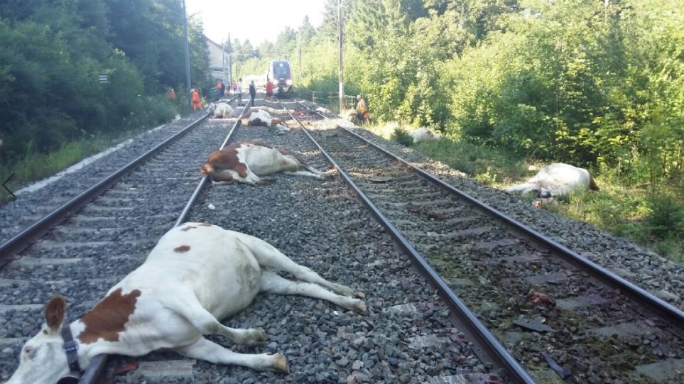 Τρένο χτύπησε αγελάδες στην ανατολική Γαλλία