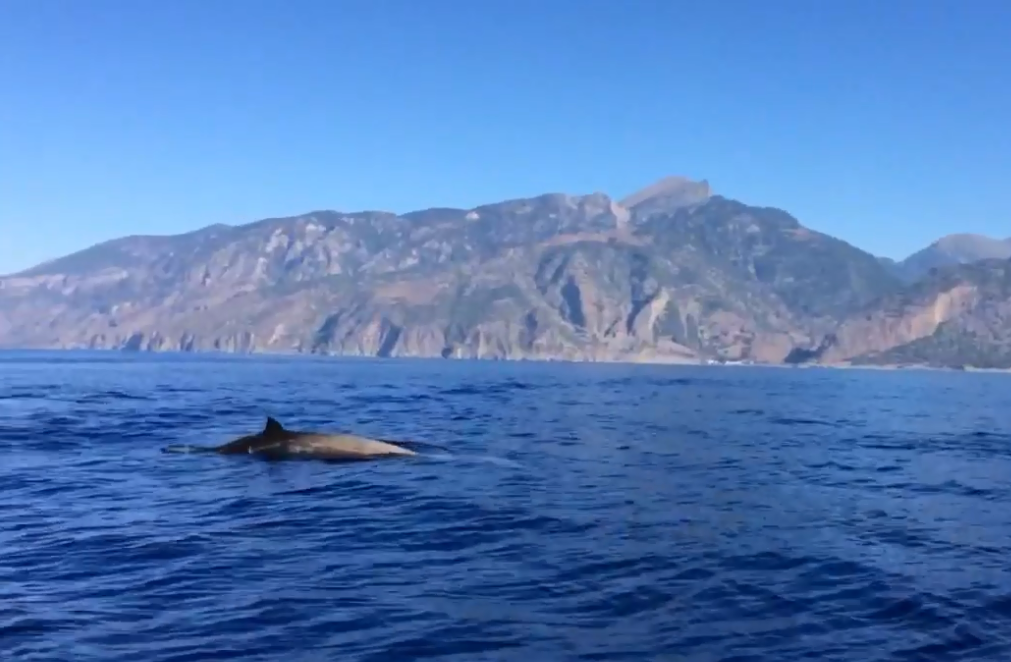 Φάλαινες – φυσητήρες  δίπλα σε σκάφος στην Αγ. Ρουμέλη Σφακίων (βίντεο)
