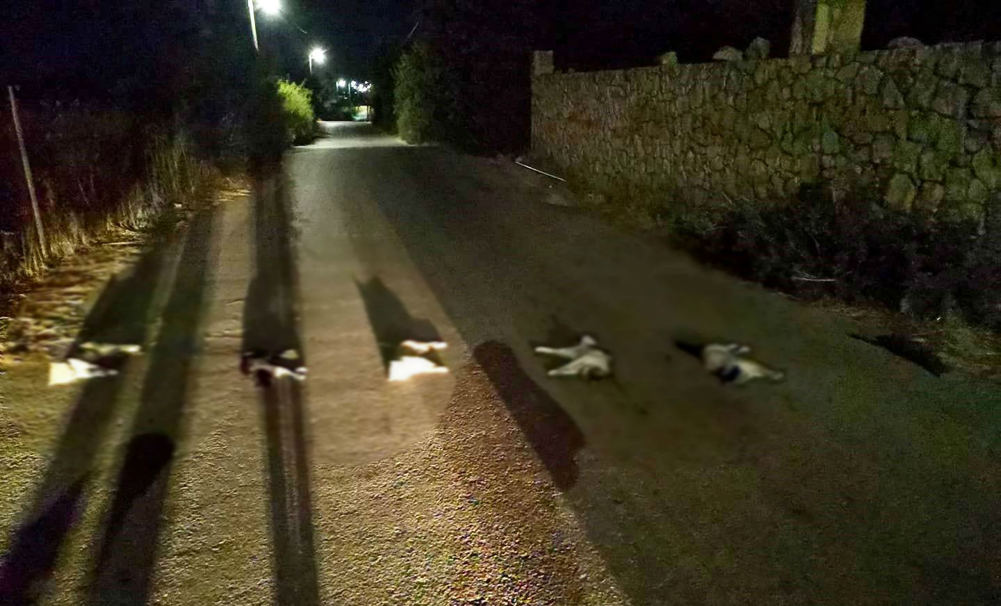 Φρίκη στα Χανιά! Βασάνισαν και σκότωσαν γάτες και τις έβαλαν στην μέση του δρόμου (φωτο)