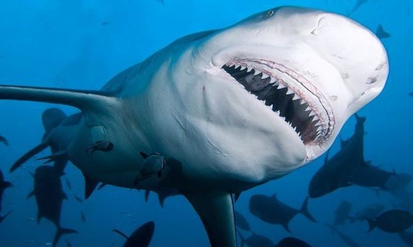 Τα 10 πιο φονικά πλάσματα στον πλανήτη – Εκτός, ο καρχαρίας (βίντεο)