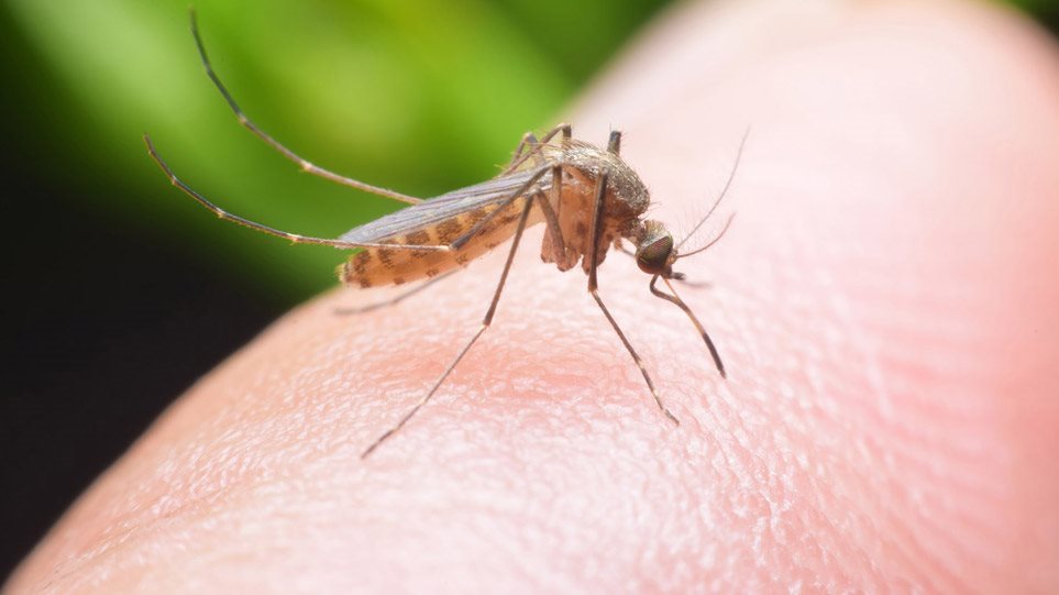 Το πρόγραμμα καταπολέμησης κουνουπιών για την ερχόμενη εβδομάδα σε Χανιά και Ρέθυμνο