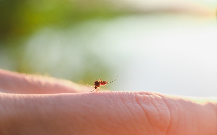Συνεχίζεται το έργο καταπολέμησης των κουνουπιών στα Χανιά