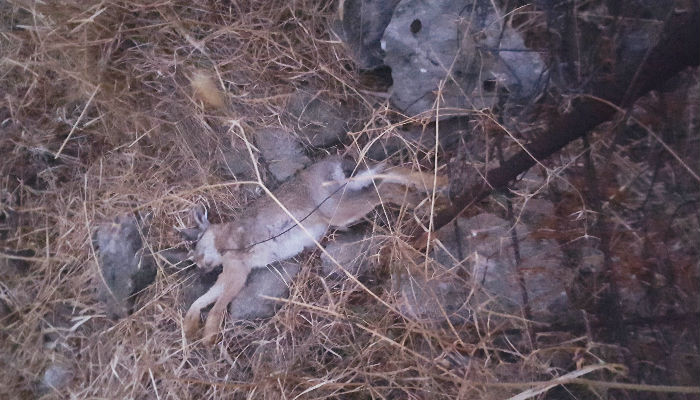 Κυνηγούσε λαγούς με συρματοπαγίδες στο Ρέθυμνο (φωτο)
