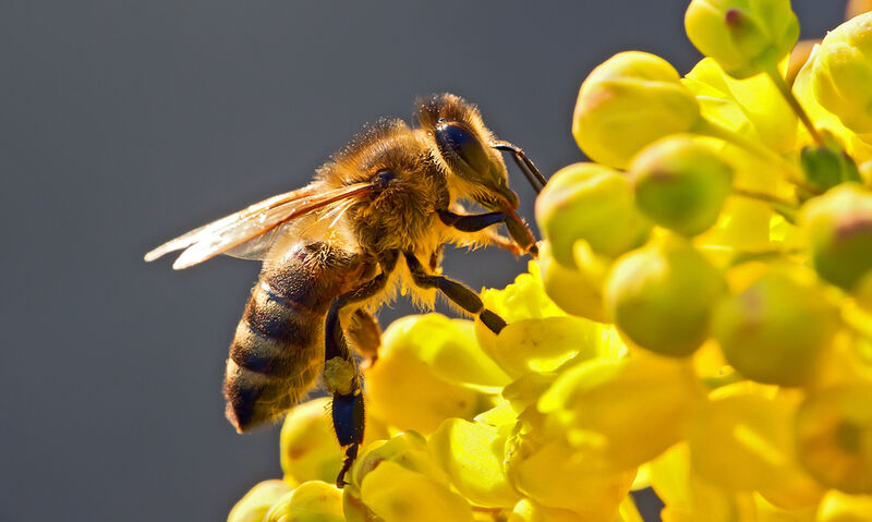 Σημαντική ενημέρωση για τους μελισσοκόμους του Ρεθύμνου