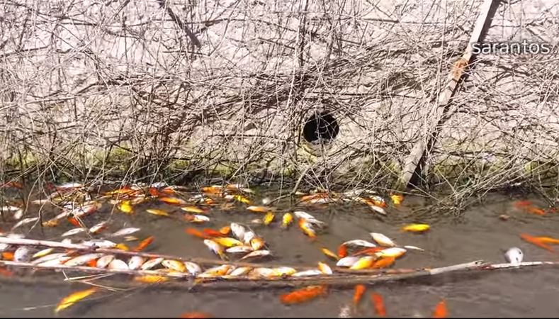 Εντοπίστηκαν εκατοντάδες νεκρά ψάρια στο φράγμα Αποσελέμη