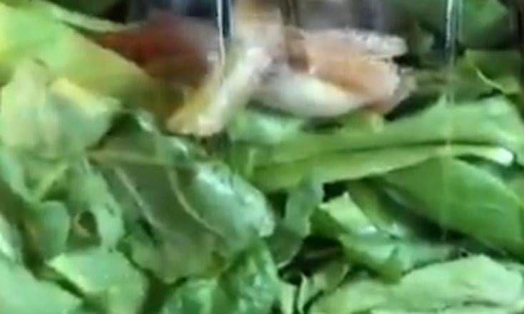 Βρήκε ένα ζωντανό πλάσμα στην έτοιμη σαλάτα που αγόρασε