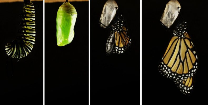 Από κάμπια σε πεταλούδα: Η διαδικασία της μεταμόρφωσης