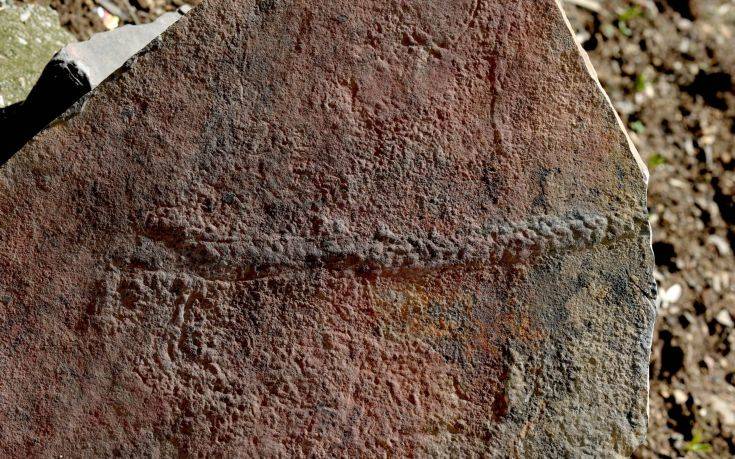 Βρέθηκε απολίθωμα ζώου σαν σαρανταποδαρούσα που σερνόταν πριν 550 εκατ. χρόνια στον βυθό