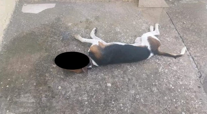 Σκυλί δηλητηριάστηκε με φόλα στη Νεάπολη (φωτο)