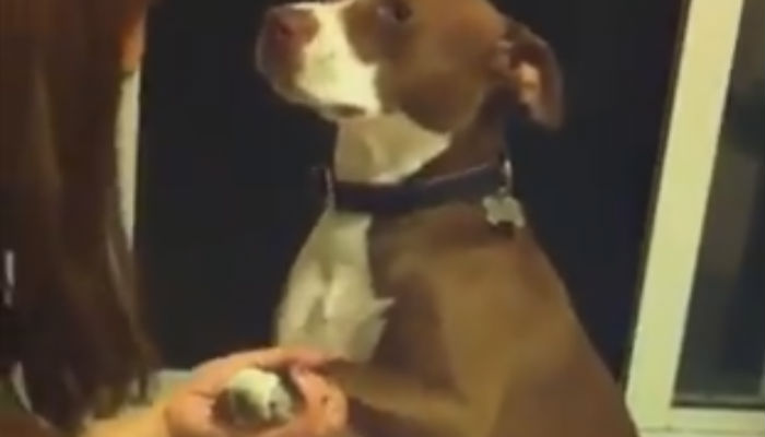 Σπαρταριστό: Σκύλος προσποιείται λιποθυμία για να μην του κόψουν τα νύχια