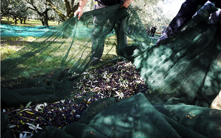 Χανιά: Ασυναγώνιστες προσφορές σε μαλακά δίχτυα ελαιοσυλλογής μέχρι εξάντλησης αποθεμάτων