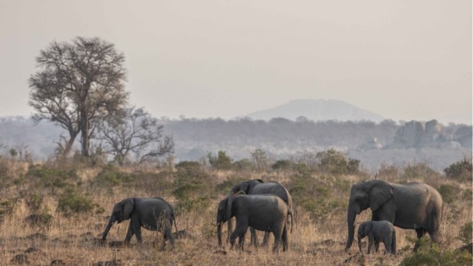 Περισσότεροι από 50 ελέφαντες πέθαναν από την ξηρασία στη Ζιμπάμπουε