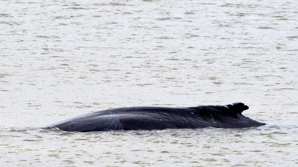 Μια μεγάπτερη φάλαινα βρέθηκε νεκρή να επιπλέει στον Τάμεση, ανατολικά του Λονδίνου