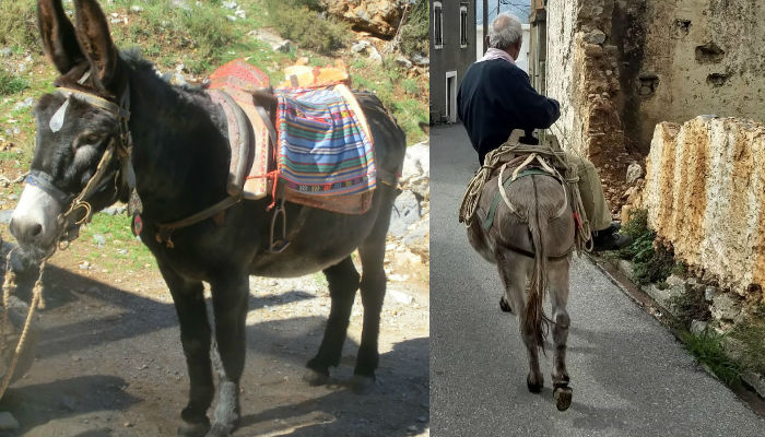Φροντίδα ιπποειδών – Το πρόγραμμα των επισκέψεων από την Φιλοζωική Κρήτης