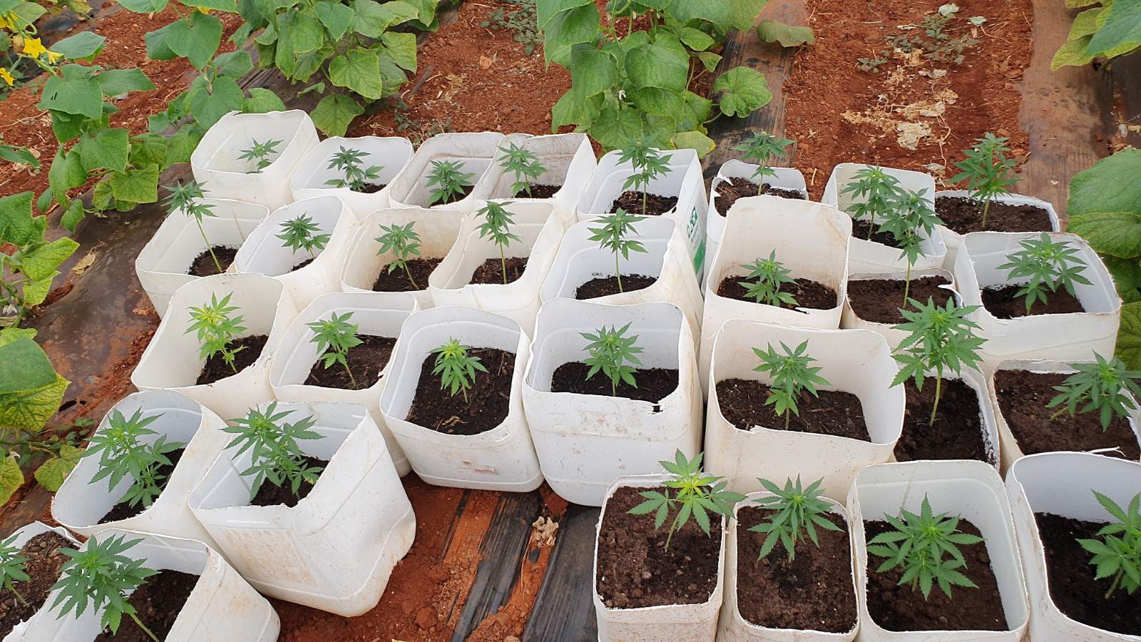 “Μεγαλοτσιφλικάς’’ στην Κρήτη καλλιεργούσε 3.250 δενδρύλλια κάνναβης