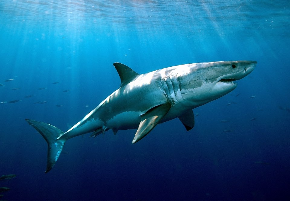 Σύζυγος γρονθοκόπησε λευκό καρχαρία για να σώσει την γυναίκα του