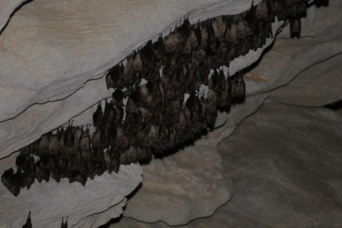Στην Ελλάδα ανακαλύφθηκε η μεγαλύτερη αποικία νυχτερίδων στην Ευρώπη