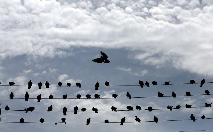 Λαθροθήρες εγκλώβισαν δεκάδες πουλιά μέσα σε δίχτυ ελαιώνα