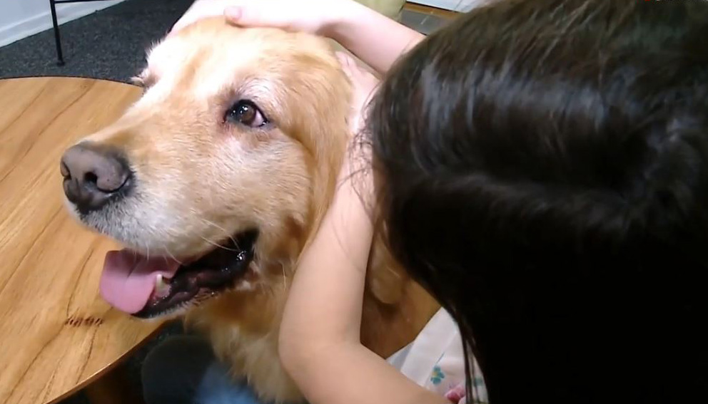Ο πρώτος σκύλος θεραπευτής για κακοποιημένα παιδιά (βίντεο)