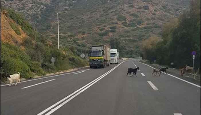 Είναι οι κακοί οδηγοί, είναι οι δρόμοι είναι και οι… κατσίκες στους δρόμους της Κρήτης