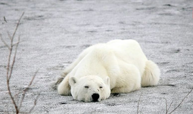 Σώθηκε η πολική αρκούδα που περιφερόταν εξαντλημένη σε πόλη της Σιβηρίας